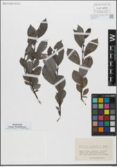 Foto von Salix glabra Scop.
